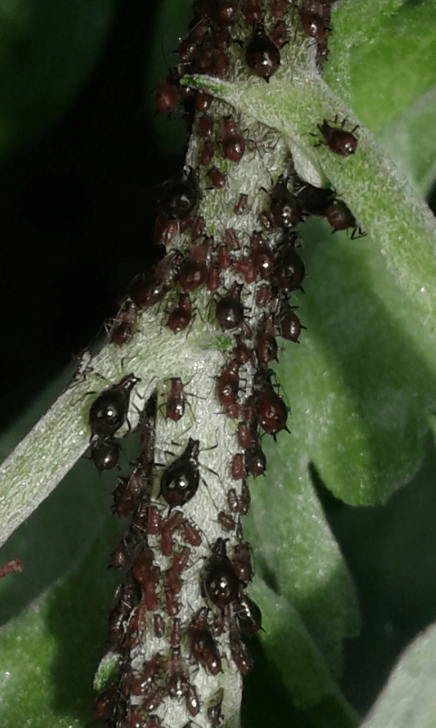 Aphididae su crisantemo : Macrosiphoniella sp.?  S